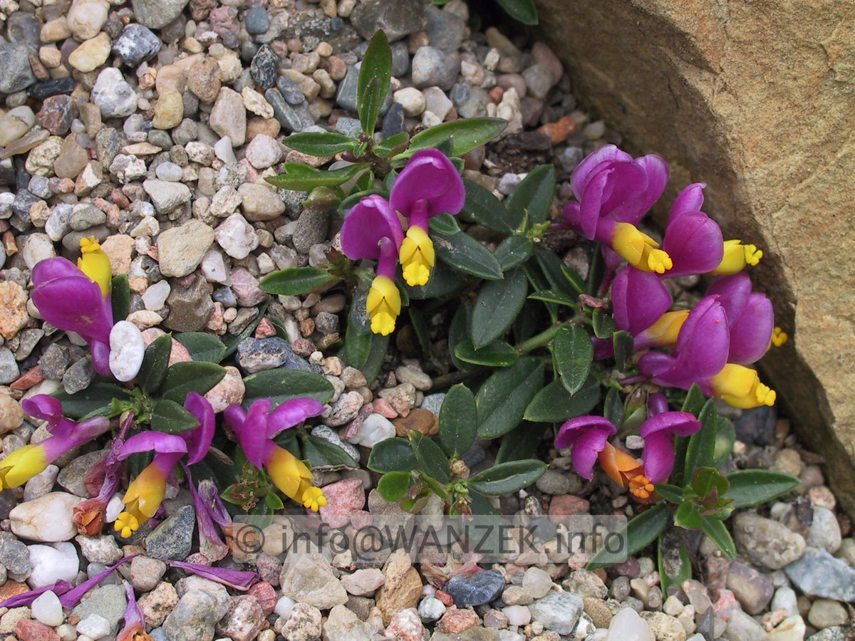Polygala chamaebuxus.jpg